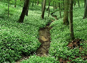 Ursinum: Spring forest - with mass population of blooming