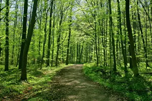 Sprouted: Spring forest - with path leading through freshly
