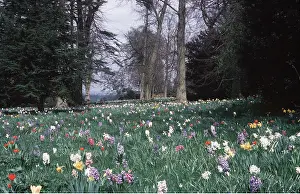 Allen Paterson: SPRING GARDEN - Mille Fiori