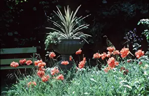 Ardea London: SPRING GARDEN - Poppies and urn