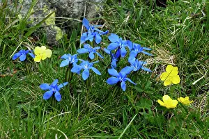 Gentian: Spring Gentian