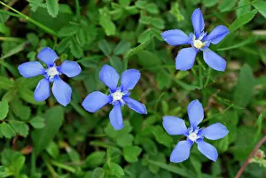Gentiana: Spring Gentian