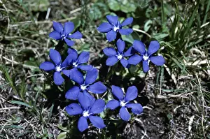 Gentian: SPRING GENTIAN