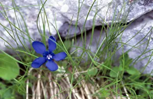 Gentian: SPRING GENTIAN - In flower
