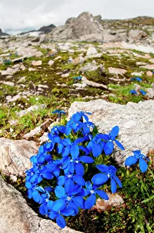 Gentiana: Spring Gentian in the high-altitude habitat
