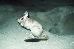 Hares: SPRING HARE