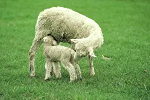 Lambs: Spring lamb & mother