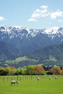 Lambs: Spring Lambs, Farmland and Seaward Kaikoura