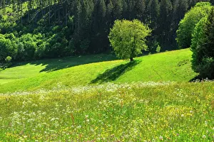 Neustadt: Spring landscape near Schwcrzenbach, Titisee-Neustadt