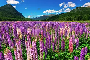 Waipounamu: Spring lupine in Eglinton Valley, Fiordland National