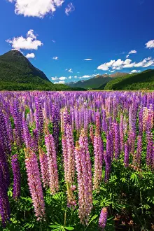 Waipounamu: Spring lupine in Eglinton Valley, Fiordland National