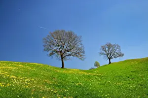 Foothills: Spring meadow in the Bavarian foothills of the Alps