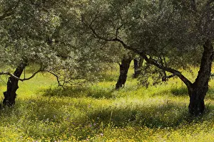 Olea: Spring meadow ith Olive trees in the Sierra de Aracena