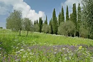 Borage: Spring meadow with olive trees, cypress trees (Cupressus
