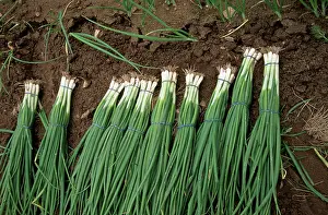 Bunches: Spring Onion - in bunches