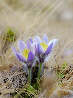 Tyrol: Spring pasqueflower also called arctic violet, lady