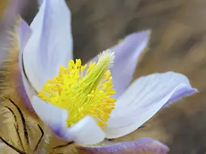 Romantic: Spring pasqueflower also called arctic violet, lady