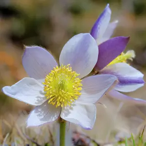 Tyrol: Spring pasqueflower also called arctic violet, lady
