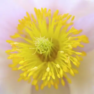 Called: Spring pasqueflower also called arctic violet, lady