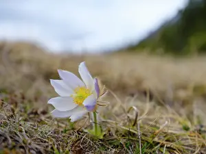 Called: Spring pasqueflower also called arctic violet, lady