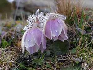 Called: Spring pasqueflower also called arctic violet, lady