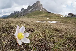Veneto: Spring pasqueflower or lady of the snows (Pulsatilla vernalis) growing in high altitude environment