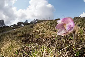Veneto: Spring pasqueflower or lady of the snows (Pulsatilla vernalis) growing in high altitude environment