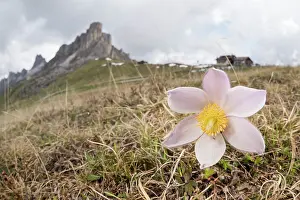 Veneto: Spring pasqueflower or lady of the snows (Pulsatilla vernalis) growing in high altitude environment