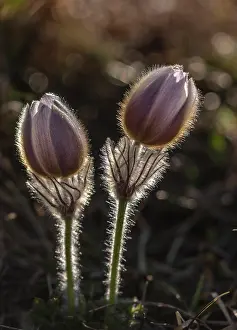 Contre: Spring pasqueflower, Pulsatilla vernalis in flower