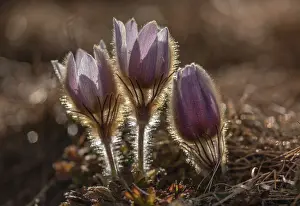 Contre: Spring pasqueflower, Pulsatilla vernalis in flower