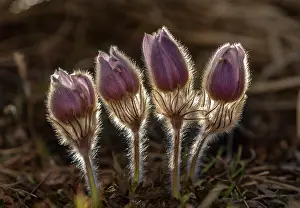 Contre: Spring pasqueflower, Pulsatilla vernalis in flower