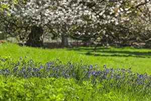 Borders: Spring pasture - sunny and lush pasture with blooming