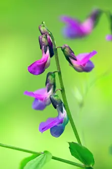 Vetch: Spring Pea / Spring Bitter-vetch - flowering wild