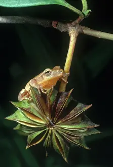Anise: Spring Peeper