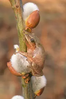 Peeper: Spring Peeper