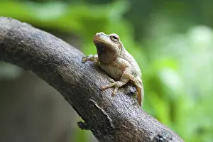 Crucifer: Spring Peeper