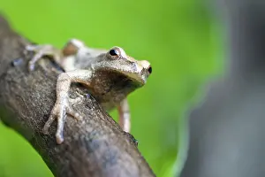 Crucifer: Spring Peeper