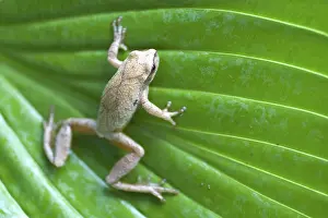 Crucifer: Spring Peeper