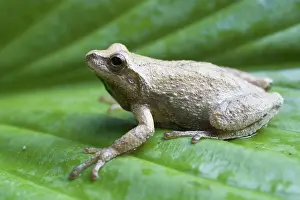 Crucifer: Spring Peeper