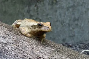 Crucifer: Spring Peeper