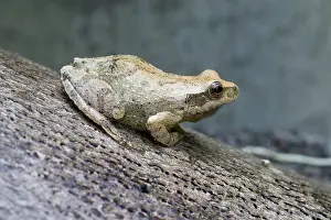 Crucifer: Spring Peeper