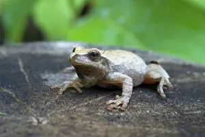 Crucifer: Spring Peeper