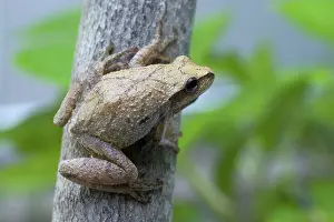 Crucifer: Spring Peeper