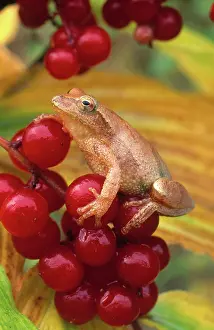Pseudacris: Spring Peeper