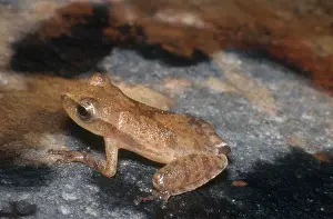 Chorus: Spring Peeper