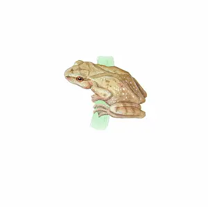 Creeper: Spring Peeper
