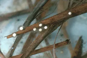 Pseudacris: Spring Peeper Eggs