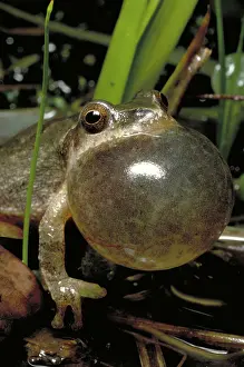 Crucifer: Spring peeper frog
