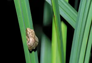Crucifer: Spring peeper frog