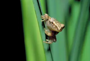 Crucifer: Spring peeper frog